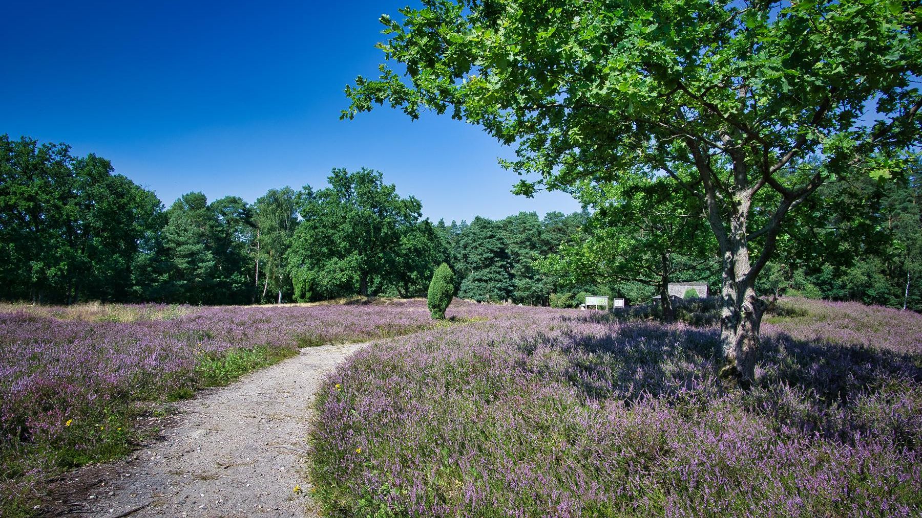 „Ein sandiger Weg führt durch eine blühende Heidelandschaft mit lila Heidekraut. Rechts steht ein einzelner Laubbaum, im Hintergrund sind Informationstafeln zu sehen.“