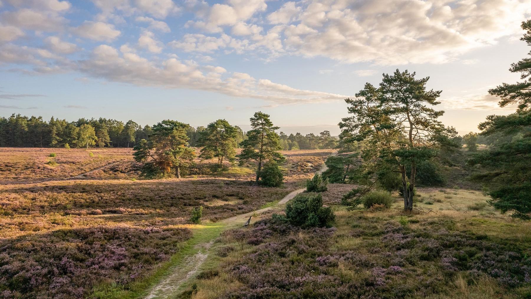 „Luftaufnahme einer blühenden Heidelandschaft in der Schwindebecker Heide mit Kiefern und Wacholderbüschen. Ein sandiger Weg schlängelt sich durch die Heide in Richtung Waldrand.“